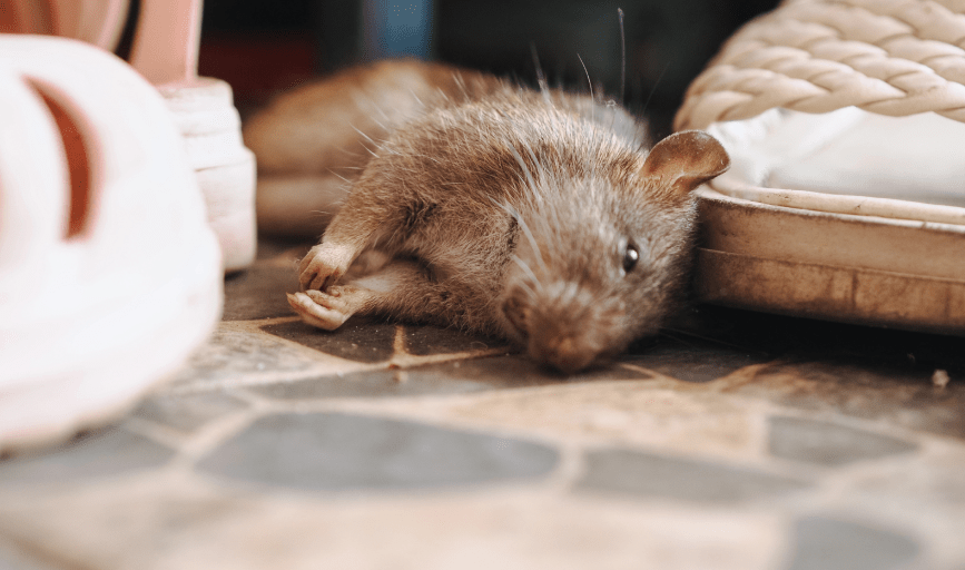 RODENT REMOVAL